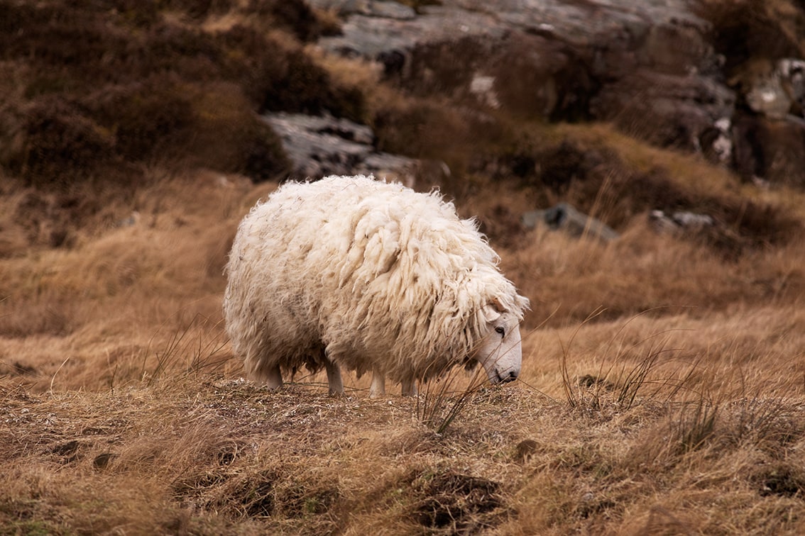 Timsgarry Byre is a self catering accommodation in the beautiful Isle of Lewis