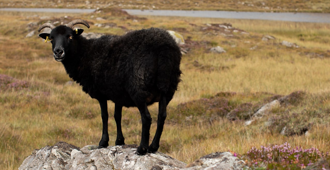 Timsgarry Byre is a self catering accommodation in the beautiful Isle of Lewis Timsgarry Byre is a self catering accommodation in the beautiful Isle of Lewis