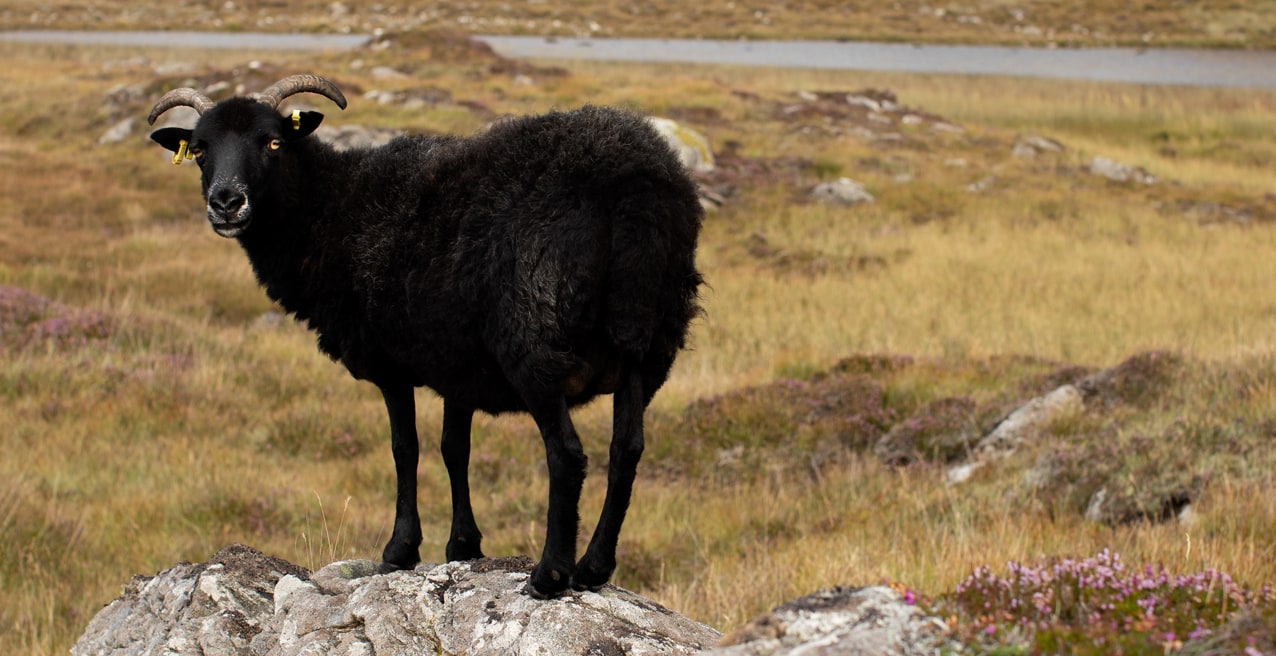 Timsgarry Byre is a self catering accommodation in the beautiful Isle of Lewis